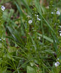 Thymeleaf speedwell